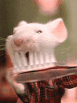 pic for mouse  